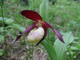 Cypripedium × ventricosum