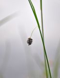 Carex saxatilis