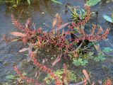 Rumex ucranicus