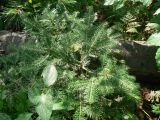 Abies nephrolepis