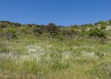 Stipa lessingiana. Цветущие растения. Краснодарский край, м/о Анапа, окр. пос. Бол. Утриш, гора Солдатская, задернованный щебнистый склон. 09.05.2022.