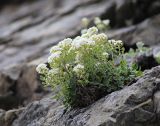 Draba cardaminiflora. Цветущее и плодоносящее растение. Приморский край, Дальнегорский ГО, окр. с. Рудная Пристань, 1 км к юго-юго-западу от мыса Бриннера, приморские скалы. 12.06.2022.