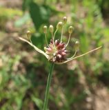 Allium oleraceum