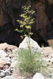 Ferula ugamica. Плодоносящее растение. Узбекистан, Ташкентская обл., Пскемский хр., ущелье Бадаксай, около 1900 м н.у.м., крутой каменистый склон. 20.07.2022.