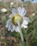 Anthemis ruthenica. Верхушка побега с соцветием. Крым, Керченский п-ов, мыс Казантип, песчано-ракушечный пляж. 26.05.2018.