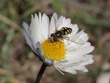 Bellis sylvestris