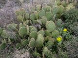 Opuntia engelmannii подвид lindheimeri. Заросли одичавшей опунции. Южный берег Крыма, Артек, обнажения глинистых сланцев на берегу моря. 01.04.2007.