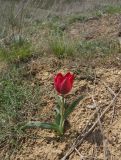 Tulipa suaveolens