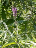 Stachys palustris