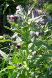 Cynoglossum officinale