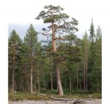 Pinus friesiana
