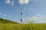 Carex kirganica