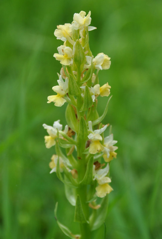 Изображение особи Dactylorhiza romana ssp. georgica.