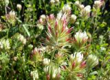 Trifolium stellatum