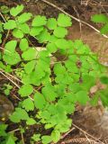 Thalictrum aquilegiifolium. Листья. Украина, Ивано-Франковская обл., Верховинский р-н, окр. села Дземброня, вдоль дороги в смешанном лесу. 5 июня 2009 г.