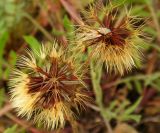 Leontodon biscutellifolius