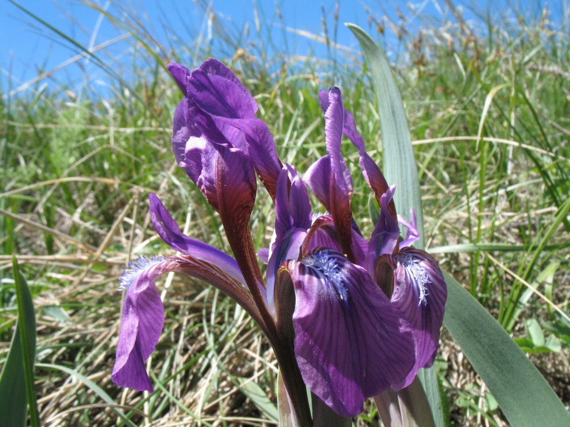 Изображение особи Iris glaucescens.