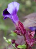 Torenia fournieri. Цветок. Германия, г. Крефельд, Ботанический сад. 06.09.2014.