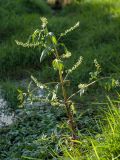 Veronica anagallis-aquatica. Повреждённое заморозком плодоносящее растение в обсохшем русле реки. Ленинградская обл., Гатчинский р-н, окр. пос. Пудость, р. Ижора. 11.10.2015.