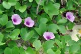 Ipomoea pes-caprae. Цветки и листья. Андаманские острова, остров Хейвлок, песчаный пляж. 30.12.2014.
