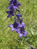 Delphinium flexuosum