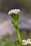 Cochlearia arctica