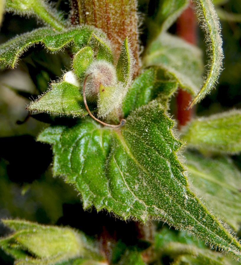 Изображение особи Verbascum spectabile.