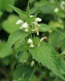 Lamium album