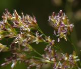 Deschampsia cespitosa