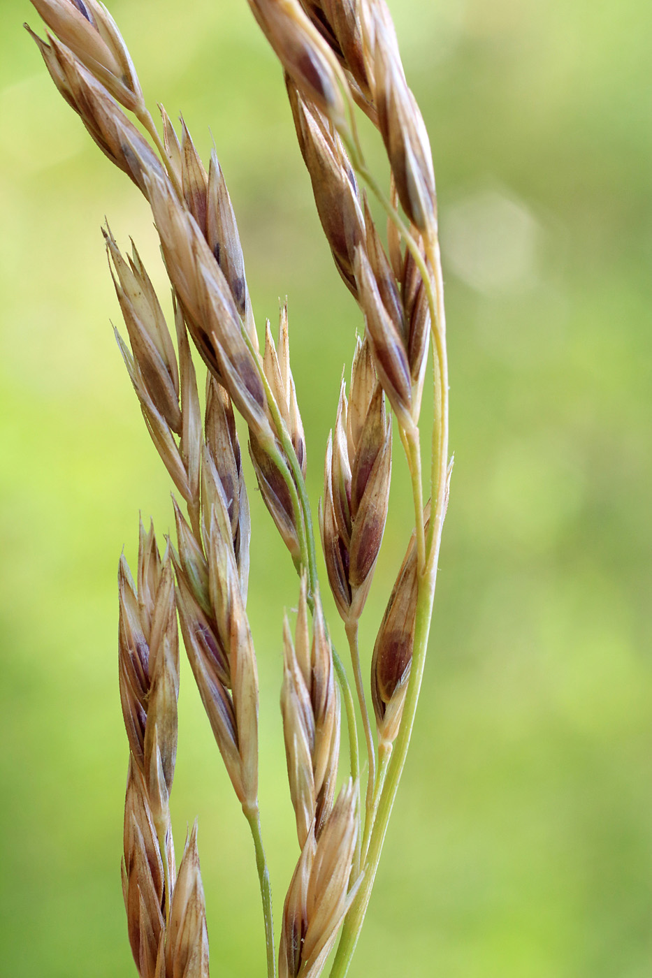 Изображение особи Festuca arundinacea.