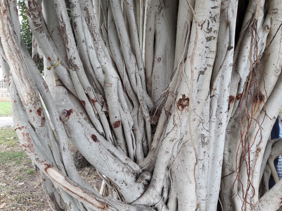 Изображение особи Ficus benghalensis.