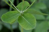 Euphorbia platyphyllos