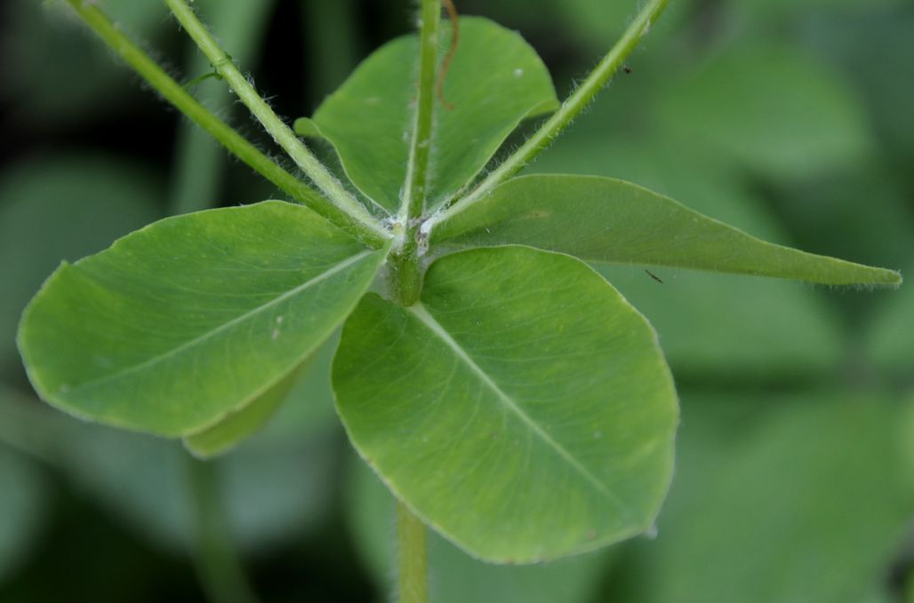 Изображение особи Euphorbia platyphyllos.