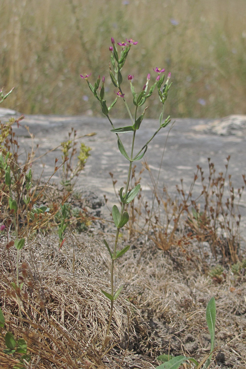 Изображение особи Centaurium tenuiflorum.