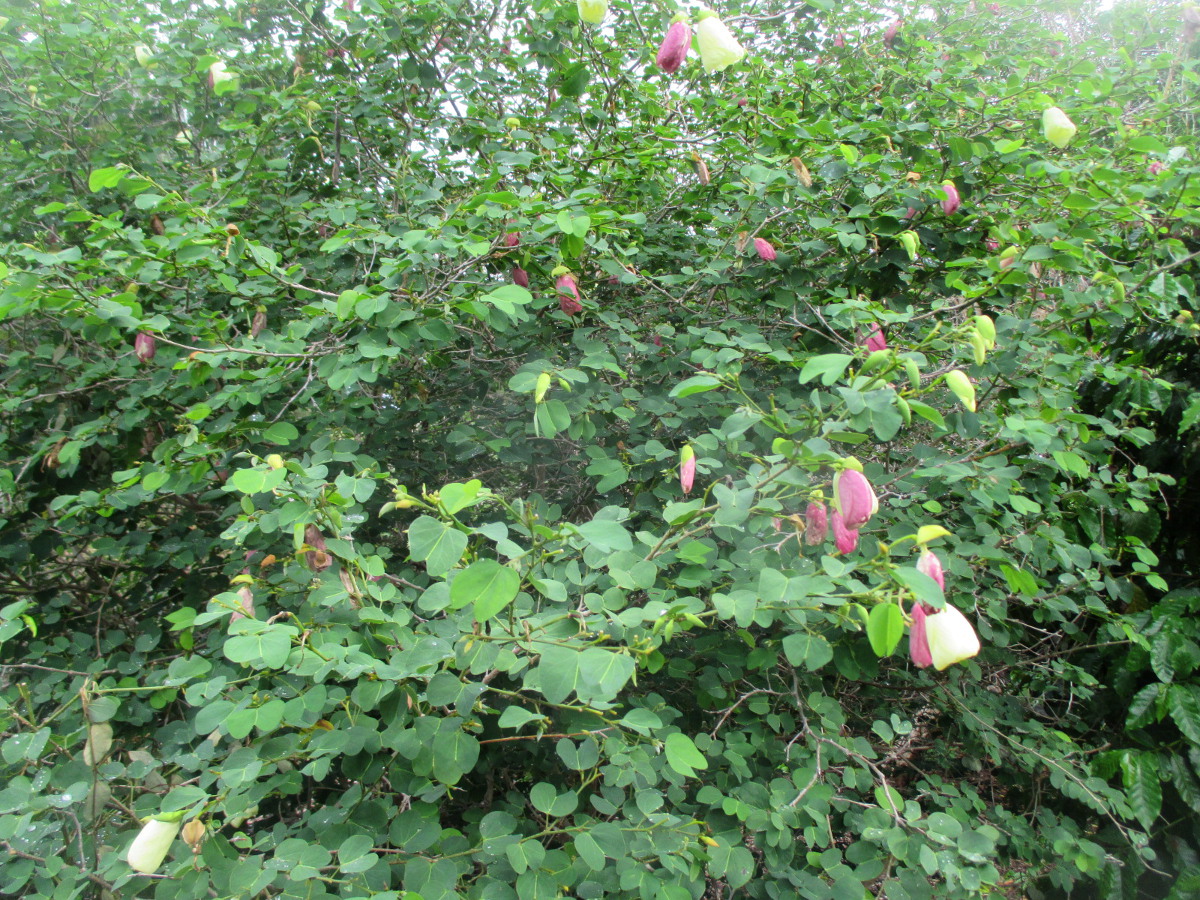 Изображение особи Bauhinia tomentosa.