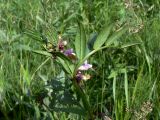 Vicia sepium