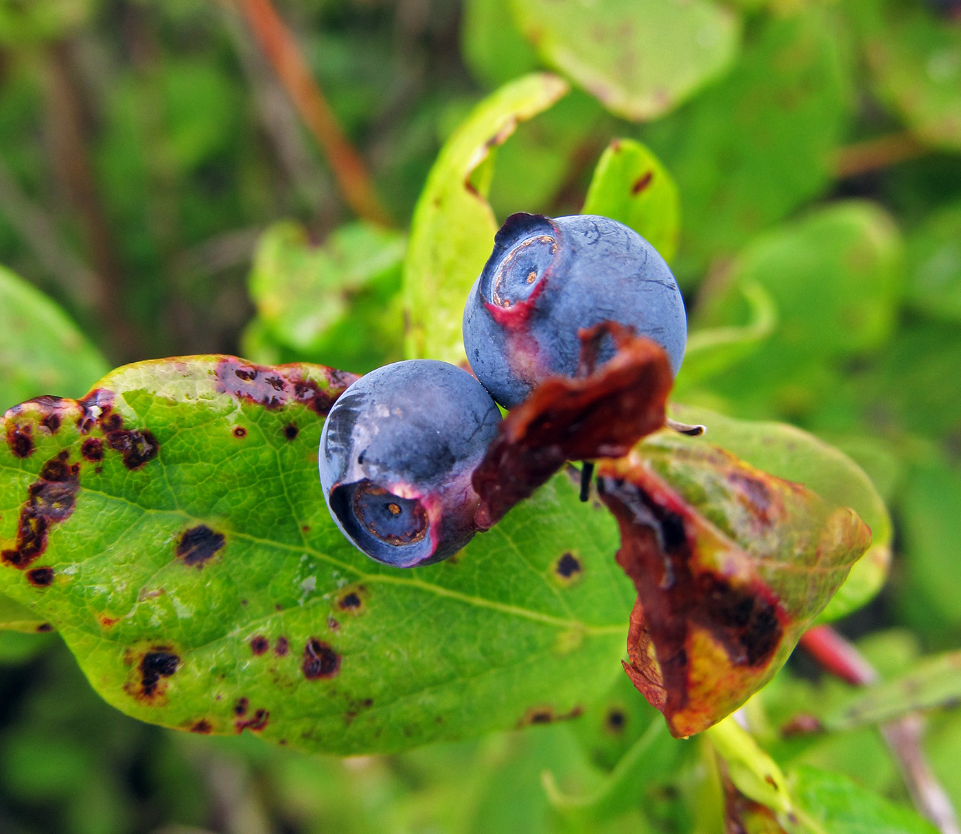 Изображение особи Vaccinium ovalifolium.