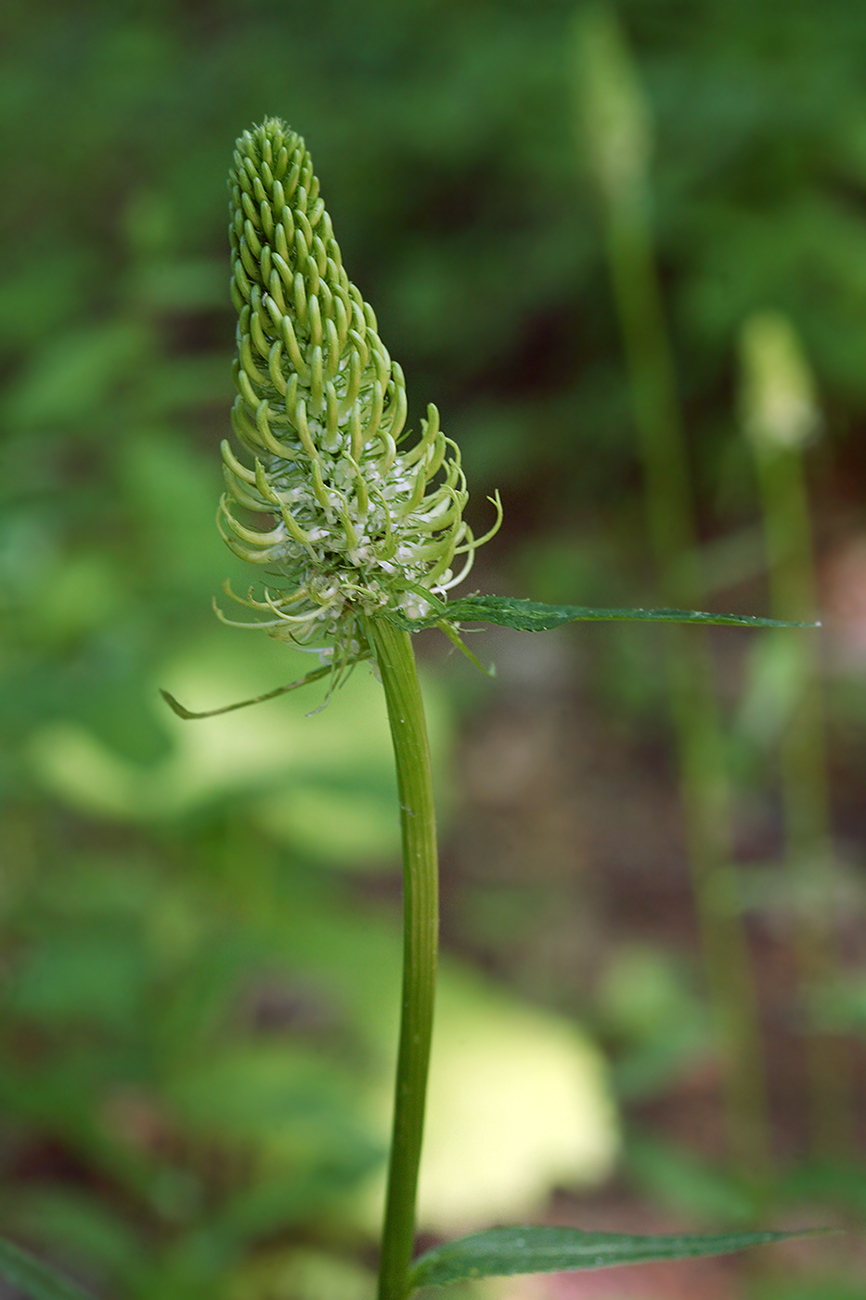 Изображение особи Phyteuma spicatum.