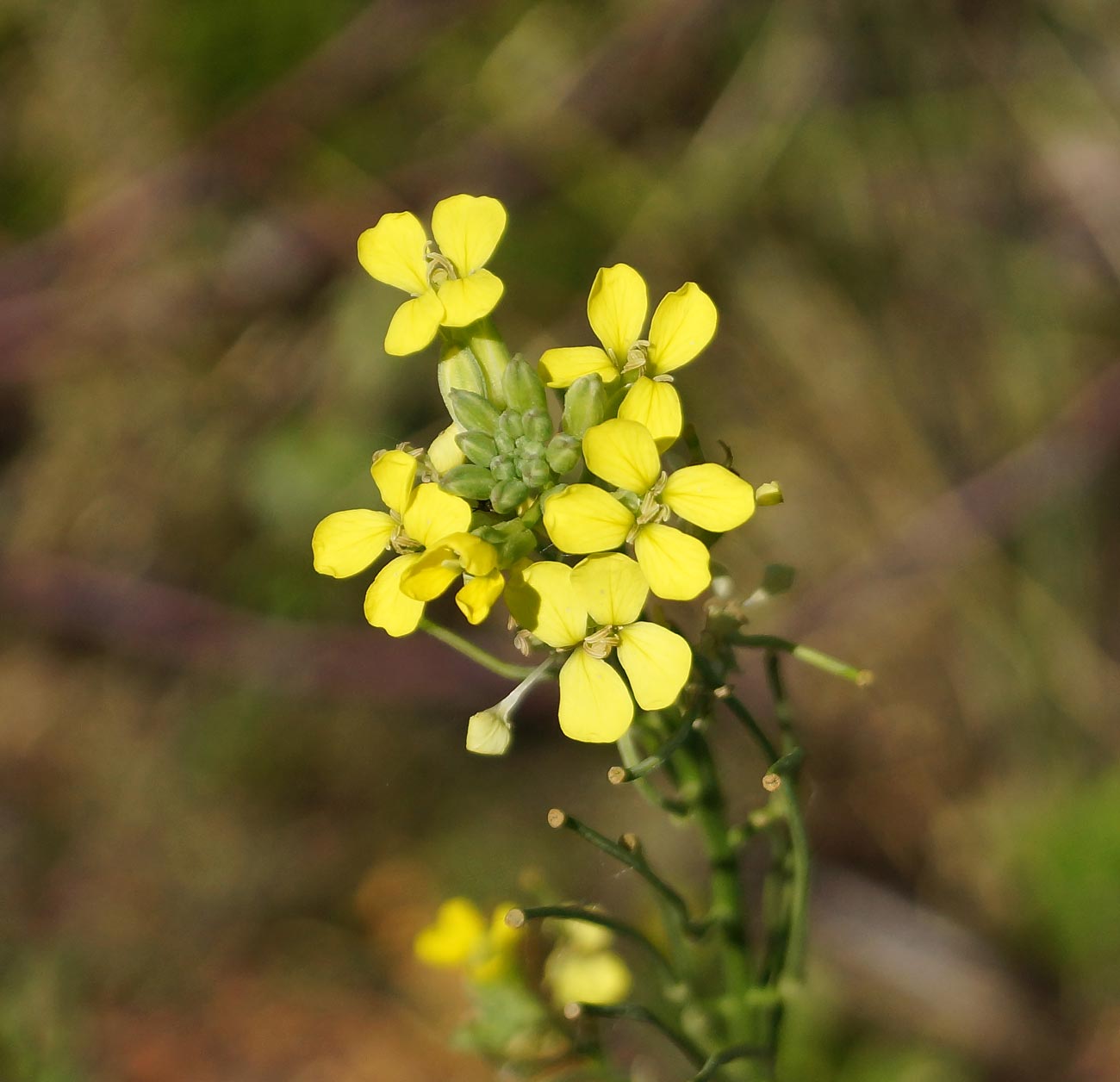 Изображение особи Erysimum canescens.