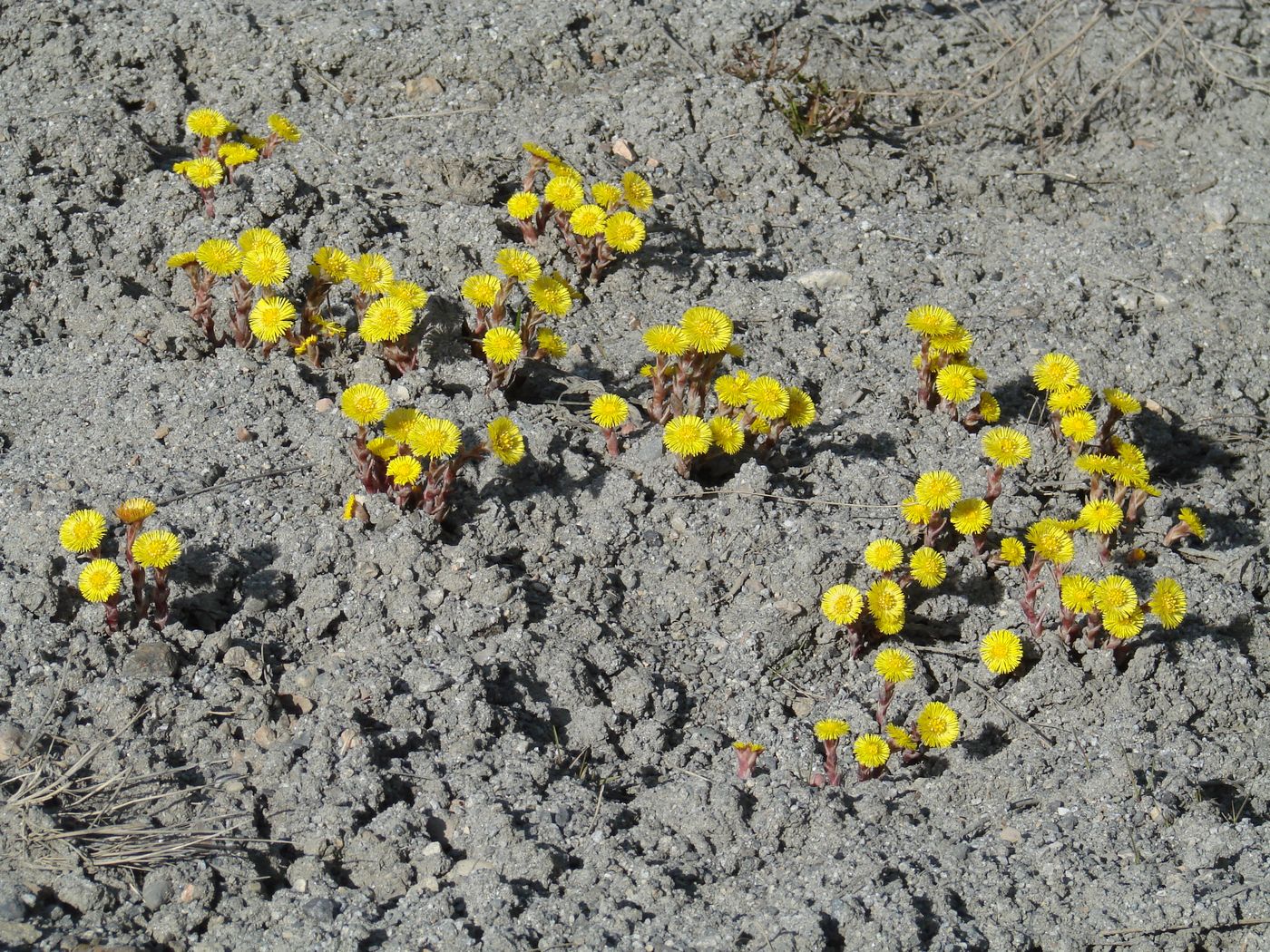 Изображение особи Tussilago farfara.