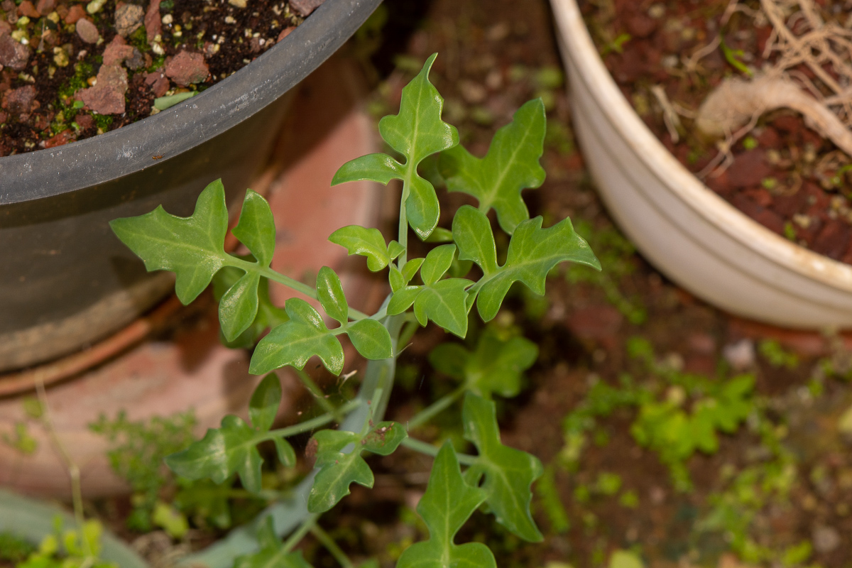 Изображение особи Kleinia articulata.