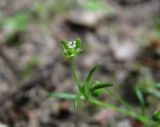 Sagina procumbens. Верхушка побега с цветком. Архангельская обл., Вельский р-н, окр. пос. Усть-Шоноша, у лесной дороги. 02.08.2013.