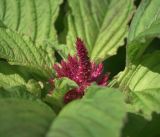 Amaranthus hypochondriacus