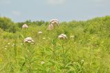 Eupatorium lindleyanum