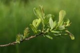 Salix aurita. Ветвь с соплодиями. Ленинградская обл., Лужский р-н, пойма р. Луга у дер. Кемка. 10.06.2010.