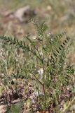 Vicia ervilia