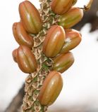 Aloe africana. Часть соплодия. Израиль, Иудейские горы, г. Иерусалим, ботанический сад университета. 24.04.2019.