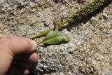 Lagotis integrifolia. Лист и часть генеративного побега. Республика Алтай, Кош-Агачский р-н, перевал Тёплый ключ, ≈ 2900 м н.у.м. 3 августа 2020 г.