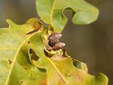 Quercus robur. Почки. Беларусь, Витебская обл., пос. Езерище, сухой лужок на месте заброшенной просёлочной дороги. 10.10.2021.