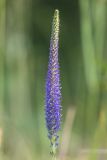 Veronica spicata. Соцветие. Ростовская обл., Тарасовский р-н, гора Городище, каменистая степь. 11.06.2022.